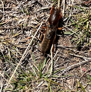 Gryllotalpa sp. (genus) at Rendezvous Creek, ACT - 21 Sep 2024 11:06 AM