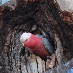 Eolophus roseicapilla (Galah) at Hughes, ACT - 3 Sep 2024 by LisaH