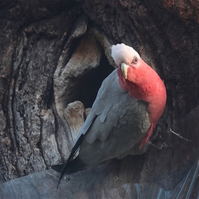 Eolophus roseicapilla (Galah) at Hughes, ACT - 17 Sep 2024 by LisaH