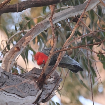 Callocephalon fimbriatum (Gang-gang Cockatoo) at Hughes, ACT - 17 Sep 2024 by LisaH