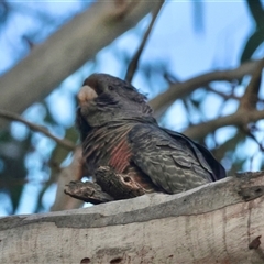 Callocephalon fimbriatum at Hughes, ACT - suppressed