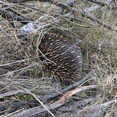 Tachyglossus aculeatus (Short-beaked Echidna) at Hackett, ACT - 21 Sep 2024 by WalterEgo