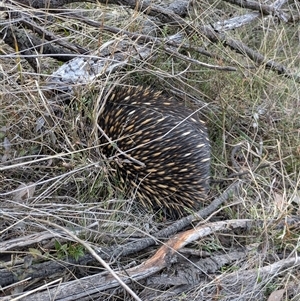 Tachyglossus aculeatus at Hackett, ACT - 21 Sep 2024 05:35 PM