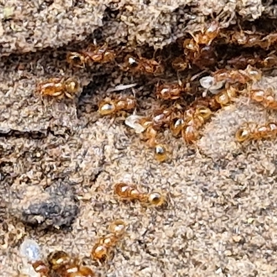 Pheidole sp. (genus) (Seed-harvesting ant) at Taylors Flat, NSW - 21 Sep 2024 by trevorpreston