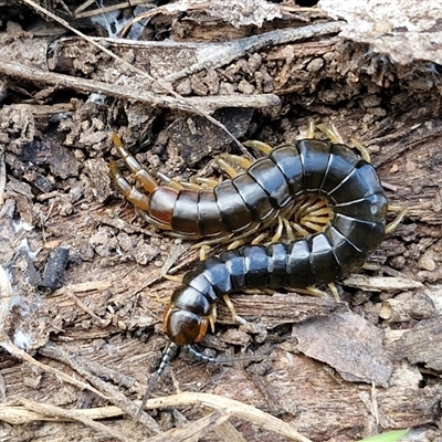 Cormocephalus sp.(genus) (Scolopendrid Centipede) at Taylors Flat, NSW - 21 Sep 2024 by trevorpreston