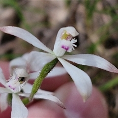 Caladenia ustulata (Brown Caps) at Taylors Flat, NSW - 21 Sep 2024 by trevorpreston