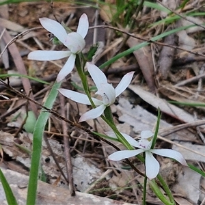 Caladenia ustulata at Taylors Flat, NSW - 21 Sep 2024