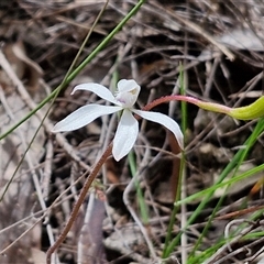 Caladenia ustulata at Taylors Flat, NSW - 21 Sep 2024