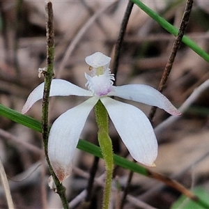 Caladenia ustulata at Taylors Flat, NSW - 21 Sep 2024