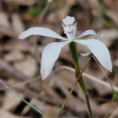 Caladenia ustulata at Taylors Flat, NSW - 21 Sep 2024