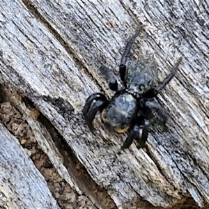 Salticidae sp. 'Golden palps' at Taylors Flat, NSW - 21 Sep 2024 11:20 AM