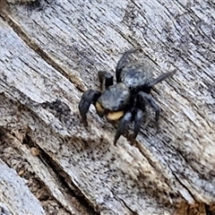 Salticidae sp. 'Golden palps' at Taylors Flat, NSW - 21 Sep 2024