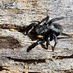 Salticidae sp. 'Golden palps' at Taylors Flat, NSW - 21 Sep 2024 11:20 AM