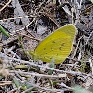 Eurema smilax at Taylors Flat, NSW - 21 Sep 2024