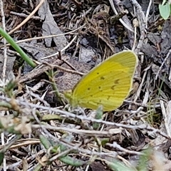 Eurema smilax at Taylors Flat, NSW - 21 Sep 2024