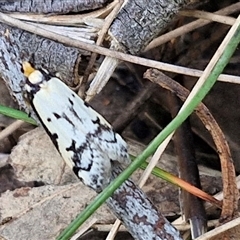 Philobota lysizona (A concealer moth) at Taylors Flat, NSW - 21 Sep 2024 by trevorpreston