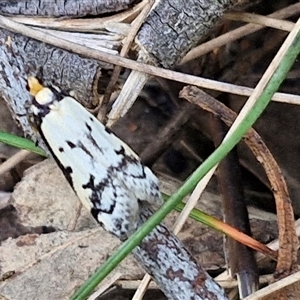 Philobota lysizona at Taylors Flat, NSW - 21 Sep 2024 11:17 AM