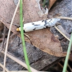 Philobota lysizona at Taylors Flat, NSW - 21 Sep 2024 11:17 AM