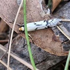 Philobota lysizona at Taylors Flat, NSW - 21 Sep 2024 11:17 AM