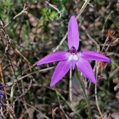 Glossodia major (Wax Lip Orchid) at Taylors Flat, NSW - 21 Sep 2024 by trevorpreston