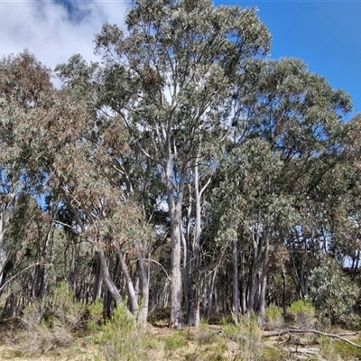 Eucalyptus rossii (Inland Scribbly Gum) at Taylors Flat, NSW - 21 Sep 2024 by trevorpreston