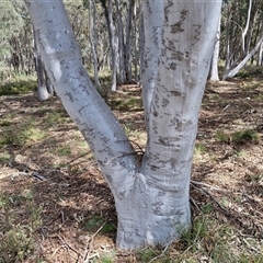 Eucalyptus rossii at Taylors Flat, NSW - 21 Sep 2024 11:12 AM