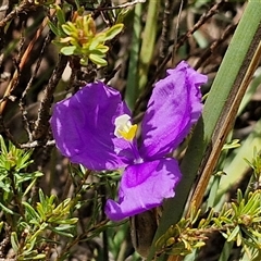 Patersonia sericea var. sericea (Silky Purple-flag) at Taylors Flat, NSW - 21 Sep 2024 by trevorpreston