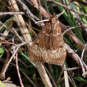 Uresiphita ornithopteralis at Taylors Flat, NSW - 21 Sep 2024 11:06 AM