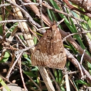 Uresiphita ornithopteralis at Taylors Flat, NSW - 21 Sep 2024 11:06 AM