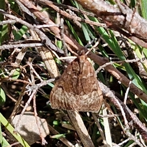 Uresiphita ornithopteralis at Taylors Flat, NSW - 21 Sep 2024 11:06 AM