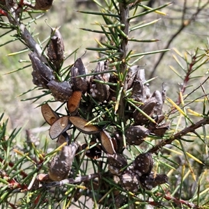 Hakea decurrens subsp. decurrens at Taylors Flat, NSW - 21 Sep 2024