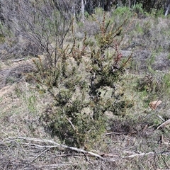 Hakea decurrens subsp. decurrens at Taylors Flat, NSW - 21 Sep 2024