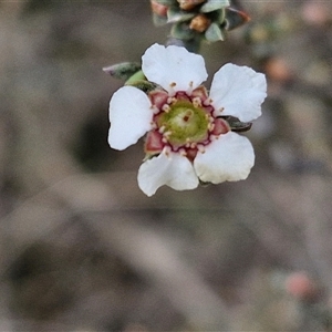 Gaudium multicaule at Taylors Flat, NSW - 21 Sep 2024 11:02 AM