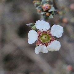 Gaudium multicaule at Taylors Flat, NSW - 21 Sep 2024 11:02 AM