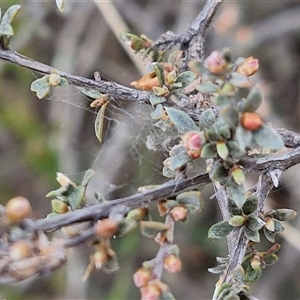 Gaudium multicaule at Taylors Flat, NSW - 21 Sep 2024 11:02 AM