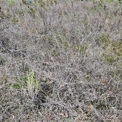 Gaudium multicaule at Taylors Flat, NSW - 21 Sep 2024 11:02 AM