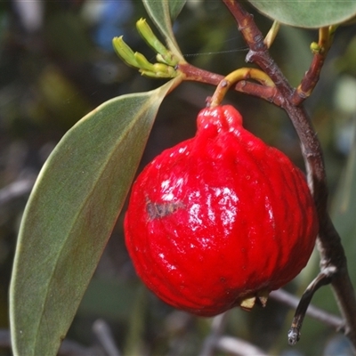 Santalum acuminatum (Quandong) at Euabalong, NSW - 19 Sep 2024 by Harrisi