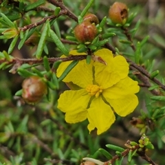 Hibbertia calycina at Taylors Flat, NSW - 21 Sep 2024 by trevorpreston