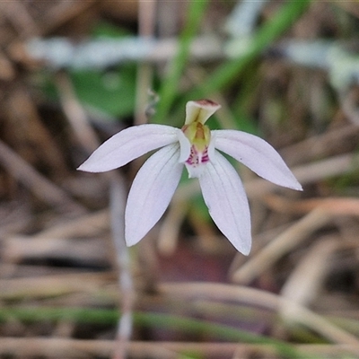 Caladenia fuscata (Dusky Fingers) at Taylors Flat, NSW - 21 Sep 2024 by trevorpreston