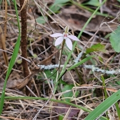 Caladenia fuscata at Taylors Flat, NSW - 21 Sep 2024