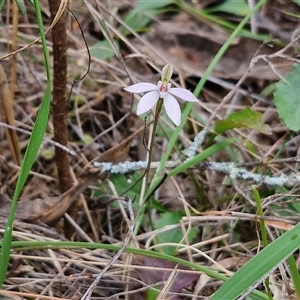 Caladenia fuscata at Taylors Flat, NSW - 21 Sep 2024