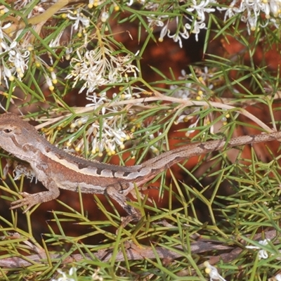 Unidentified Dragon at Euabalong, NSW - 19 Sep 2024 by Harrisi