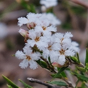 Leucopogon virgatus at Taylors Flat, NSW - 21 Sep 2024