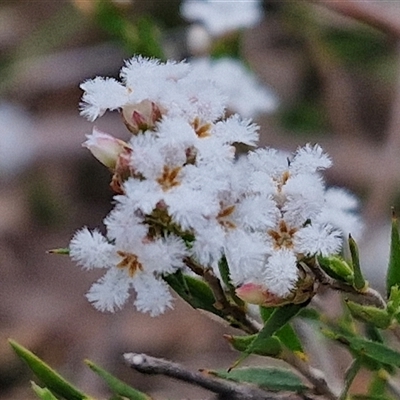 Leucopogon virgatus (Common Beard-heath) at Taylors Flat, NSW - 21 Sep 2024 by trevorpreston