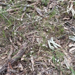 Leucopogon virgatus at Taylors Flat, NSW - 21 Sep 2024