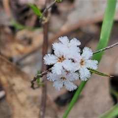 Leucopogon virgatus at Taylors Flat, NSW - 21 Sep 2024