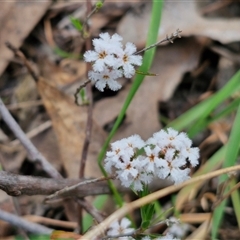 Leucopogon virgatus at Taylors Flat, NSW - 21 Sep 2024