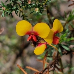 Dillwynia phylicoides (A Parrot-pea) at Taylors Flat, NSW - 21 Sep 2024 by trevorpreston