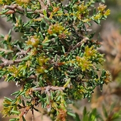 Dillwynia phylicoides at Taylors Flat, NSW - 21 Sep 2024