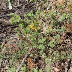 Dillwynia phylicoides at Taylors Flat, NSW - 21 Sep 2024